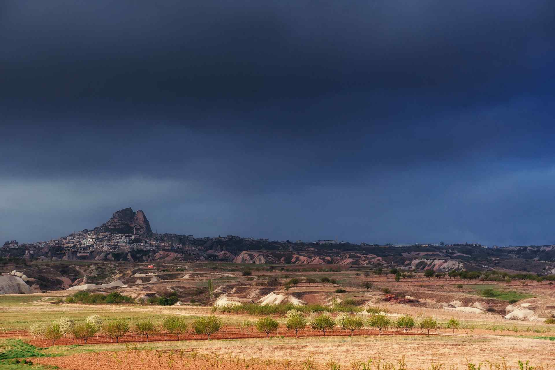 Cappadocia’s Beautiful Wildflowers and Flora: A Guide